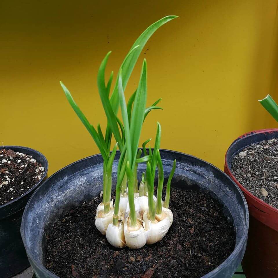 Garlic grow vegetables from kitchen scrap