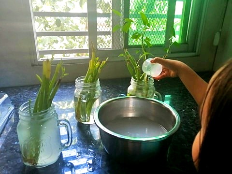 Grow vegetables from kitchen scrap